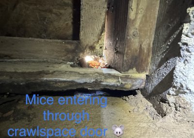 Enhancing Home Safety and Comfort through Strategic Crawl Space Restoration in Franklin, TN | Mice Entering Through Crawl Space Door