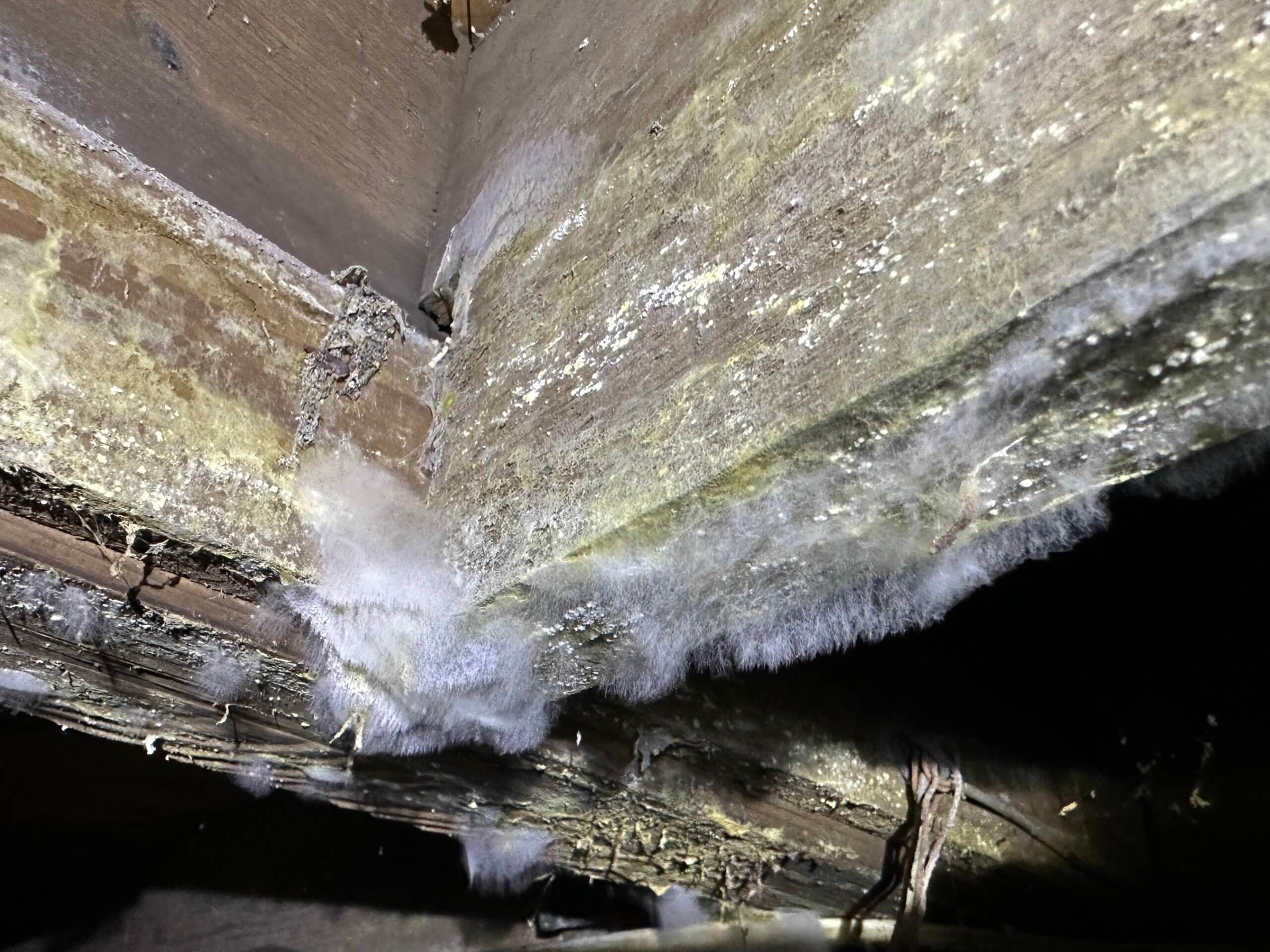 Dirty Crawl Space | Mold Growth | City Pets Animal Care Nashville, TN