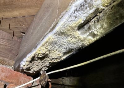Dirty Crawl Space | Mold Growth | City Pets Animal Care Nashville, TN