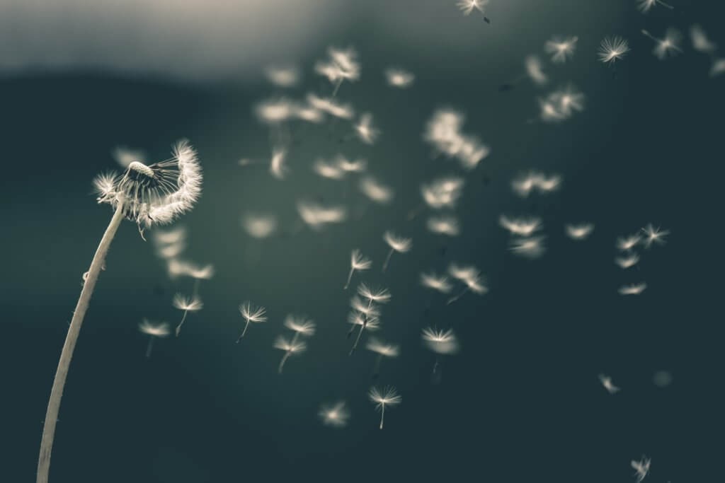 Photo of dandelion seeds being blown off the plant by the wind.